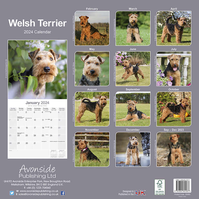 Welsh Terrier Calendar 2024 (Square) Dogs Naturally